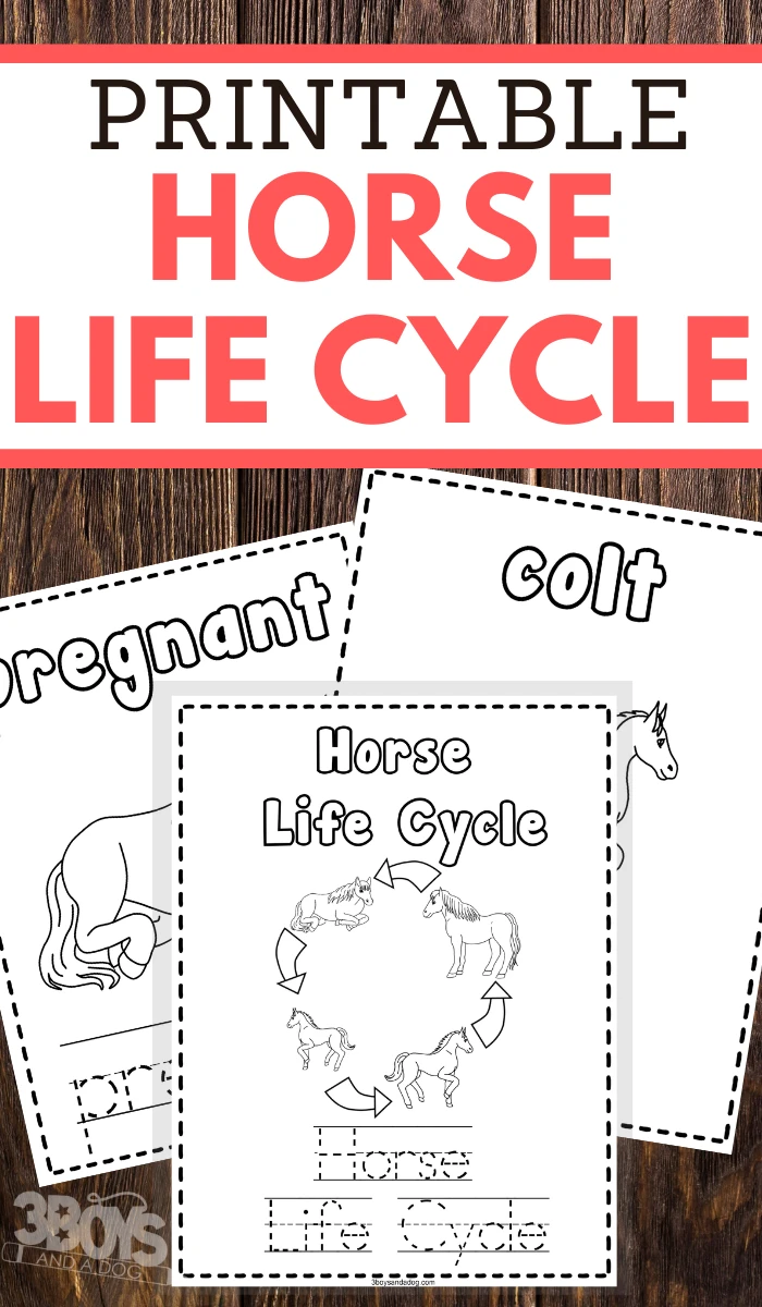 preschoolers horse life cycle coloring and handwriting worksheets