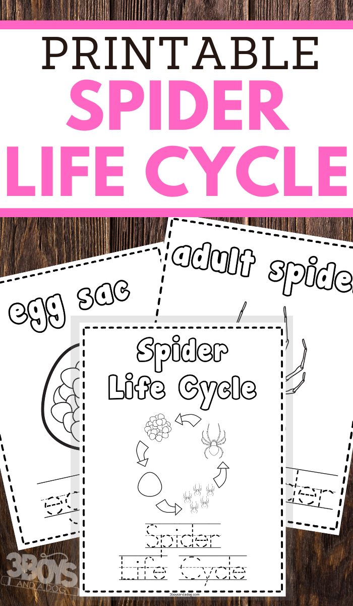 help your young children learn the life cycle of a spider while practicing pencil grip handwriting and fine motor