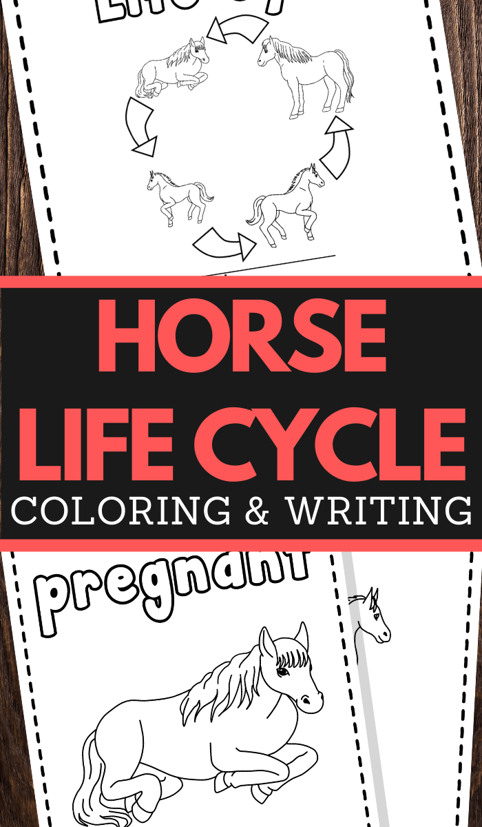 Horse Life Cycle Printable Worksheets for preschool and lower elementary