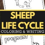 Sheep Life Cycle Printable Worksheets for preschool and lower elementary