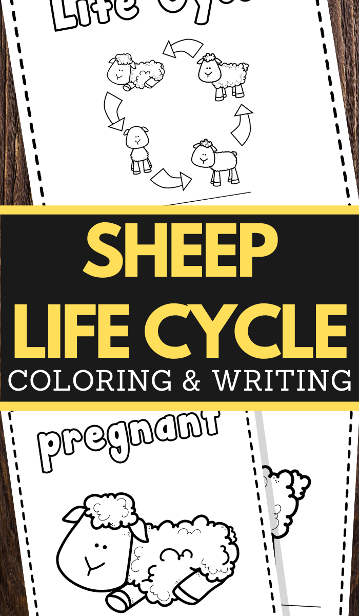 Sheep Life Cycle Printable Worksheets for preschool and lower elementary