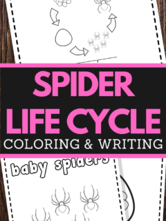 preschoolers spider life cycle coloring and handwriting worksheets