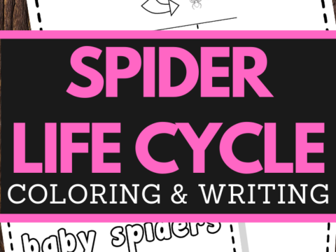 preschoolers spider life cycle coloring and handwriting worksheets