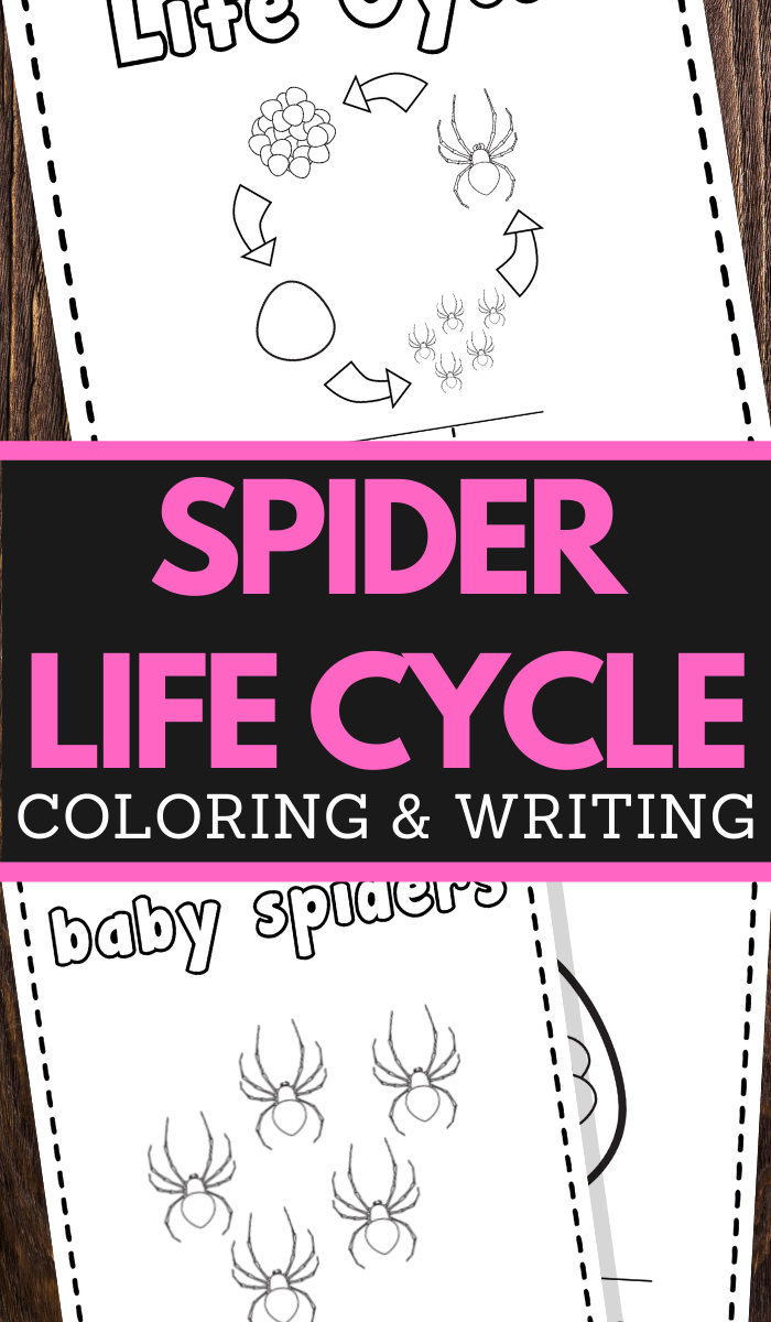 preschoolers spider life cycle coloring and handwriting worksheets
