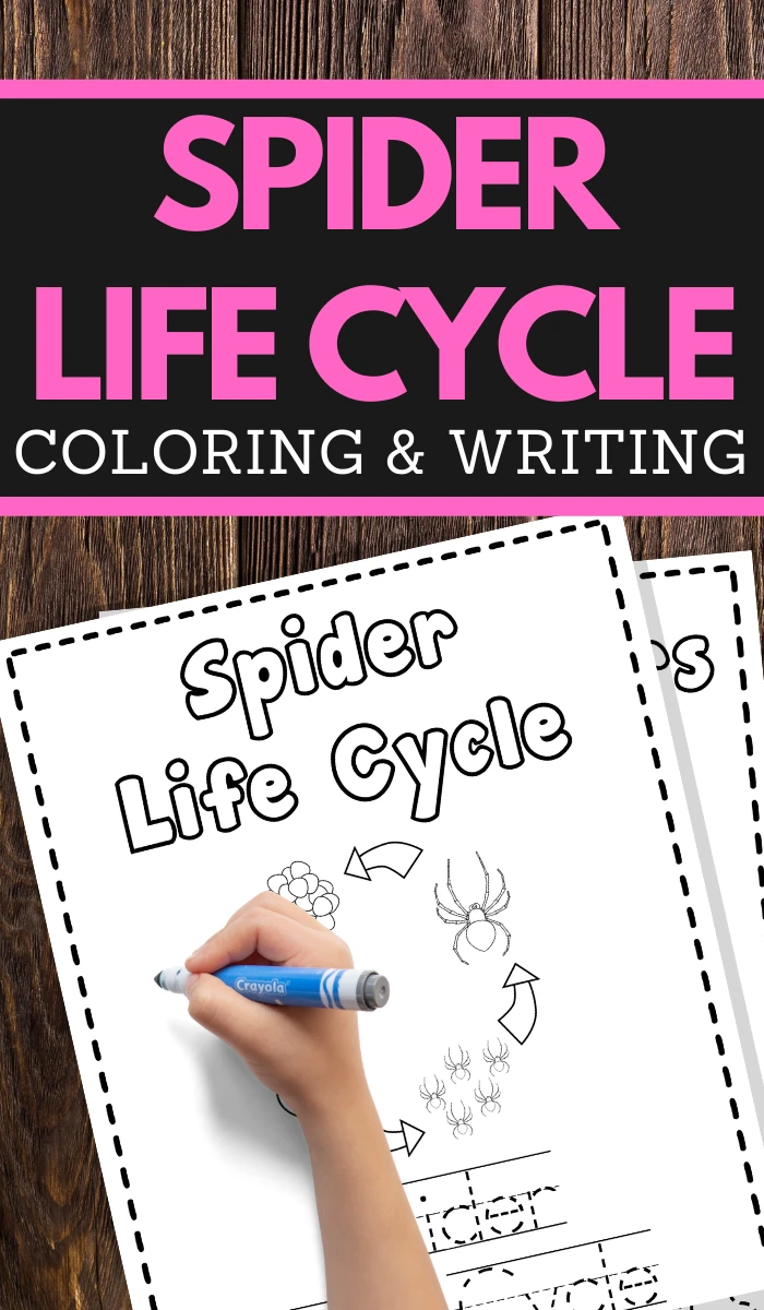 Spider Life Cycle Printable Worksheets for preschool and lower elementary