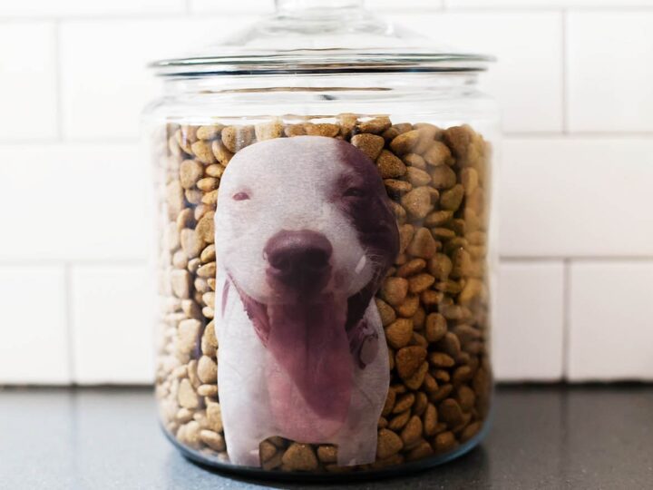 Image for DIY Personalized Photo Dog Food Jar