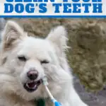 white dog chewing on toothbrush