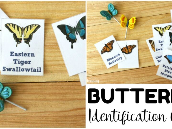 Image for Free Printable Flashcards: Butterfly Identification Cards