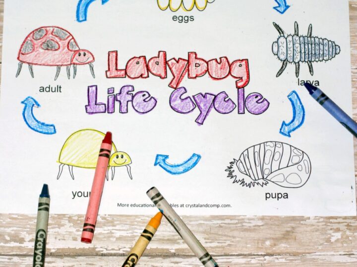 Image for Kid Color Pages: Ladybug Life Cycle