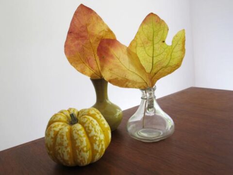Image for How to Preserve Pretty Fall Leaves With Wax Paper
