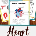 printable unit study worksheets for the human heart