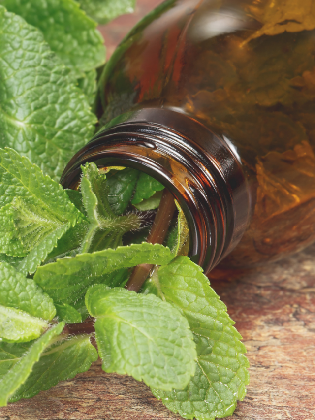 Uses for Cornmint Essential Oil
