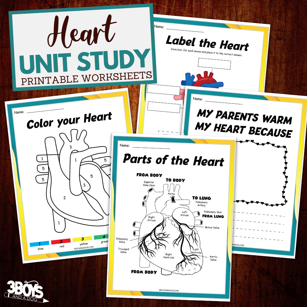 the-human-heart-worksheets-for-kids