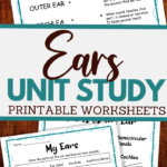 all about the ear unit study for all ages