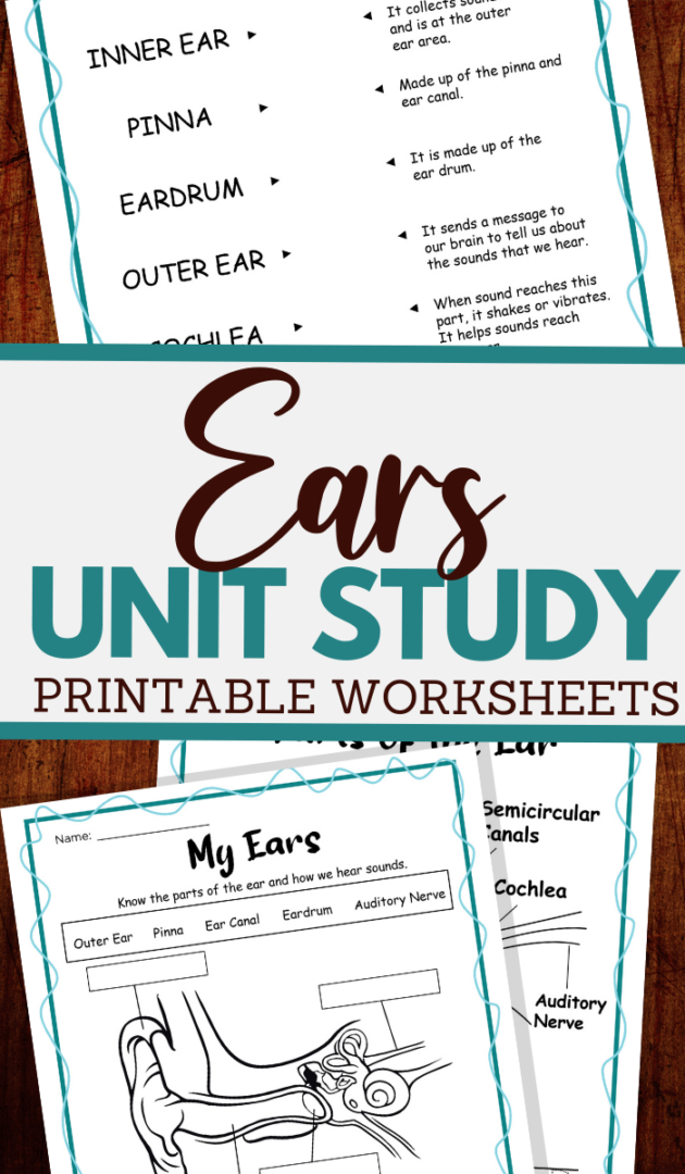 The Human Ear Worksheets for Kids