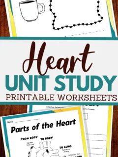 parts of the heart and more worksheets