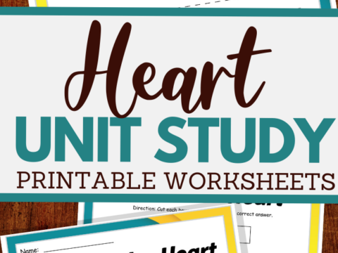 parts of the heart and more worksheets
