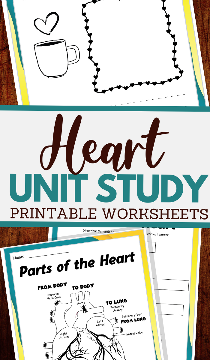 parts of the heart and more worksheets