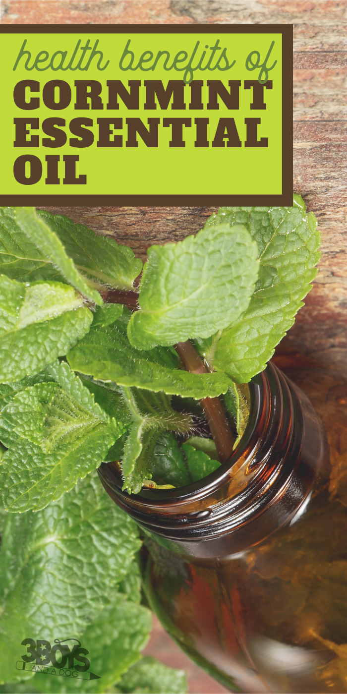 benefits of cornmint essential oils