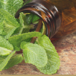 smart and healthful uses for field mint essential oil