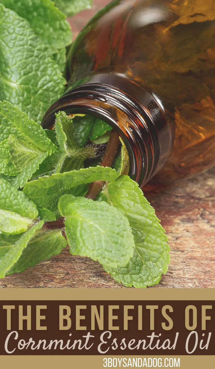 smart and healthful uses for field mint essential oil