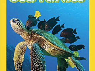 Image for National Geographic Readers: Sea Turtles