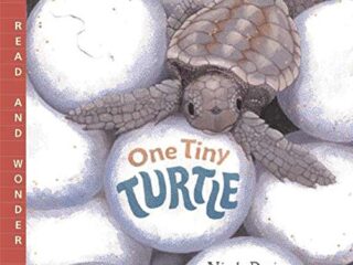 Image for One Tiny Turtle: Read and Wonder