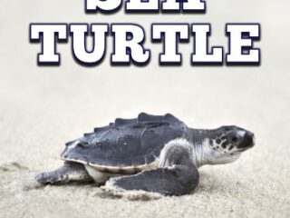 Image for The Incredible Life of the Sea Turtle: Fun Animal Ebooks for Adults & Kids 7 and Up With Incredible Photos (Exploring Our Incredible World Series)