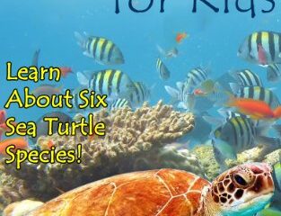 Image for Sea Turtle Picture Book For Kids: Learn About Six Sea Turtle Species- Green Sea Turtle, Leatherback Sea Turtle, Loggerhead Sea Turtle, Hawksbill Sea Turtle...!