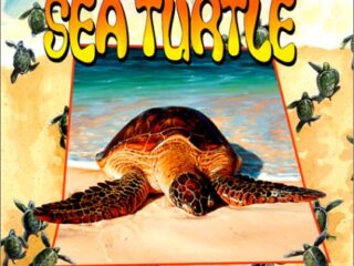 Image for Sea Turtle (Life Cycle of A...(Paperback))