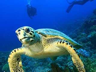 Image for Sea Turtles: Amazing Pictures & Fun Facts on Animals in Nature (Our Amazing World Series Book 4)
