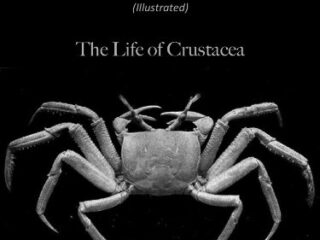 Image for Crustacea (Illustrated)