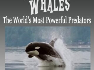 Image for Killer Whales! The World’s Most Powerful Predators! Incredible Facts, Photos and Video Links to Orca Whales. (Amazing Animals Series Book 4)