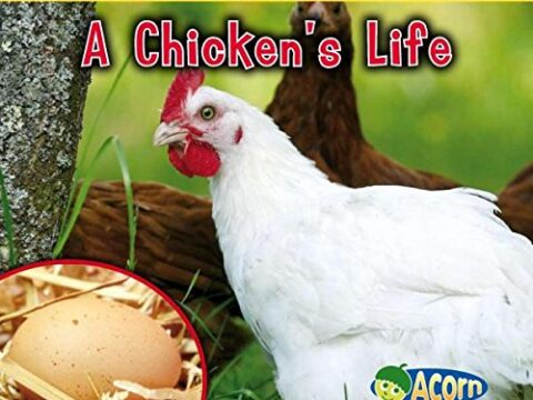 Image for A Chicken's Life (Watch It Grow)