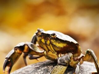 Image for Crabs - Curious Kids Press: Kids book about animals and wildlife, Children's books 4-6