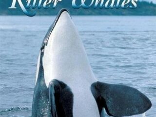 Image for A Pod of Killer Whales: The Mysterious Life of the Intelligent Orca (Jean-Michel Cousteau Presents)