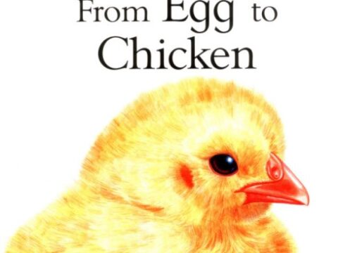 Image for From Egg to Chicken (Lifecycles)