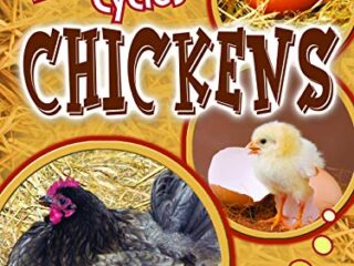 Image for Chickens (Life Cycles)