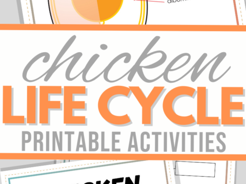 Illustration of the chicken life cycle activities with labeled egg anatomy. Below, Chicken Life Cycle text pairs with images of chicks and an egg on a gray background, ideal for Chicken Lifecycle Worksheets.