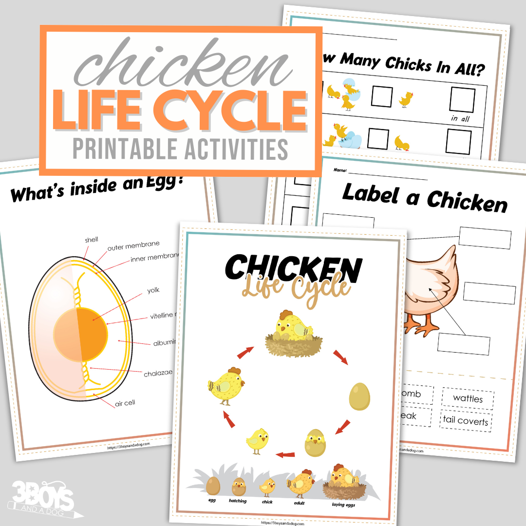 Educational Chicken Lifecycle Worksheets