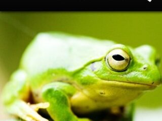 Image for Poison Dart Frogs - Kids Explore: Animal books nonfiction - books ages 5-6