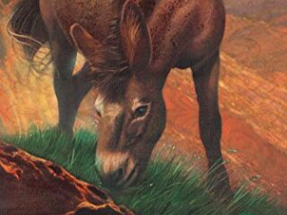 Image for Brighty of the Grand Canyon (Marguerite Henry Horseshoe Library Book 5)