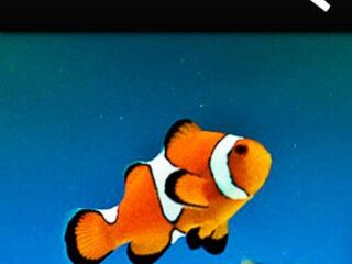 Image for Clown Fish - Kids Explore: Animal books nonfiction - books ages 5-6