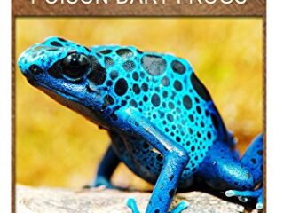 Image for Poison Dart Frogs - Discover: Early reader's wildlife photography book
