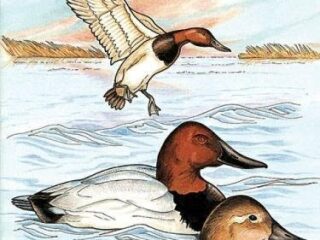 Image for North American Ducks, Geese and Swans (Dover Nature Coloring Book)