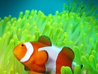 Image for Clown Fish - Curious Kids Press: Kids book about animals and wildlife, Children's books 4-6