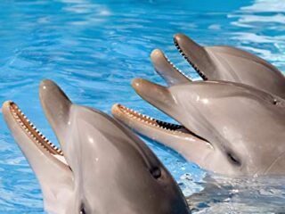 Image for Dolphins: Amazing Pictures & Fun Facts on Animals in Nature