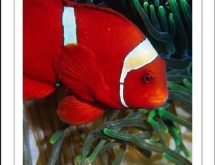 Image for Clown Fish: Friends of the Stinging Anemone (15-Minute Books Book 301)