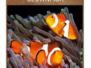 Image for Clown Fish - Discover: Early reader's wildlife photography book