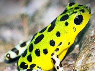 Image for Poison Dart Frogs - Curious Kids Press: Kids book about animals and wildlife, Children's books 4-6